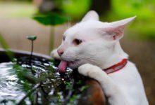 Quando il gatto beve tanta acqua cosa fare