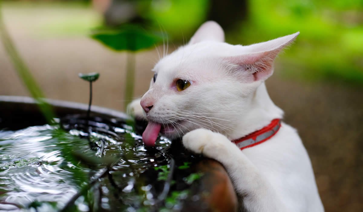 Quando il gatto beve tanta acqua cosa fare