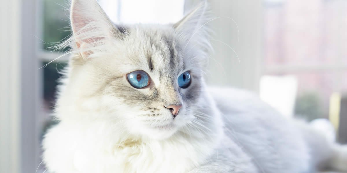 Neva Masquerade, il discendente del Siberiano 1 Caratteristiche e carattere del gatto Neva Masquerade