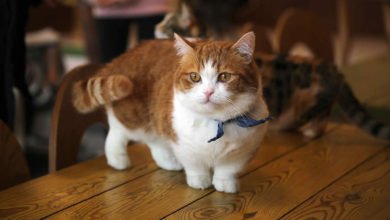 Informazioni e caratteristiche del gatto Munchkin
