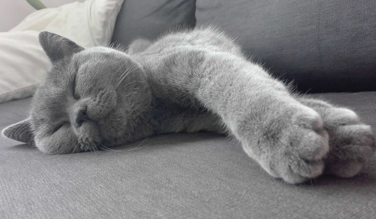 British Shorthair, un gatto per amico 1 Informazioni sulla razza di gatto British Shorthair