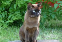 Informazioni sulla razza di gatto Burmese