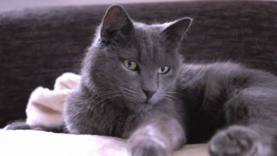 Prezzo e carattere del gatto Certosino