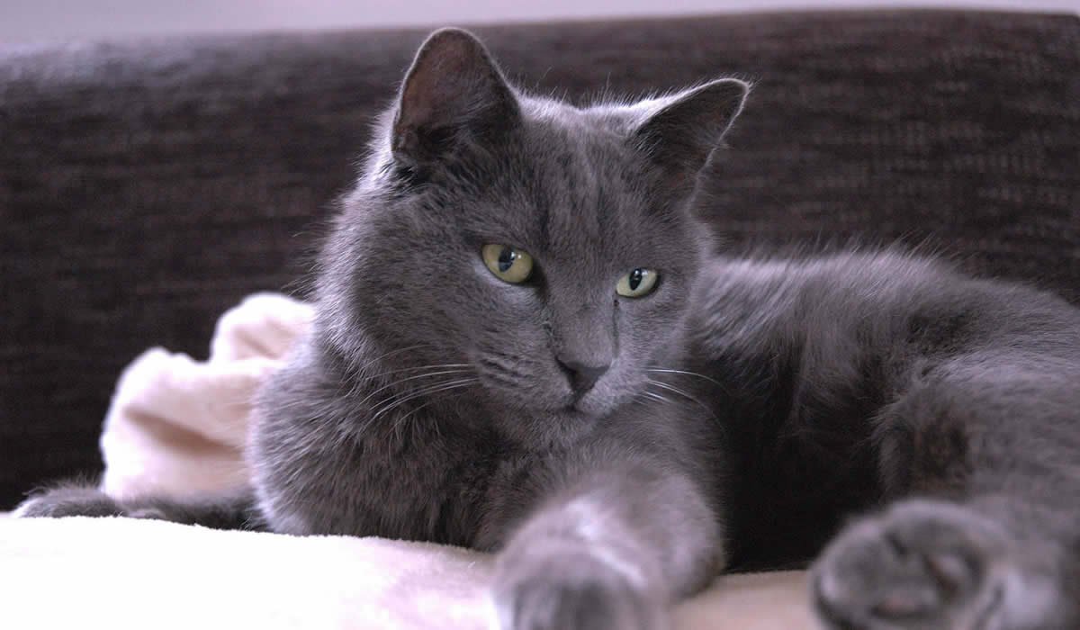 Prezzo e carattere del gatto Certosino