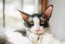 Informazioni e caratteristiche sulla razza di gatto Cornish Rex