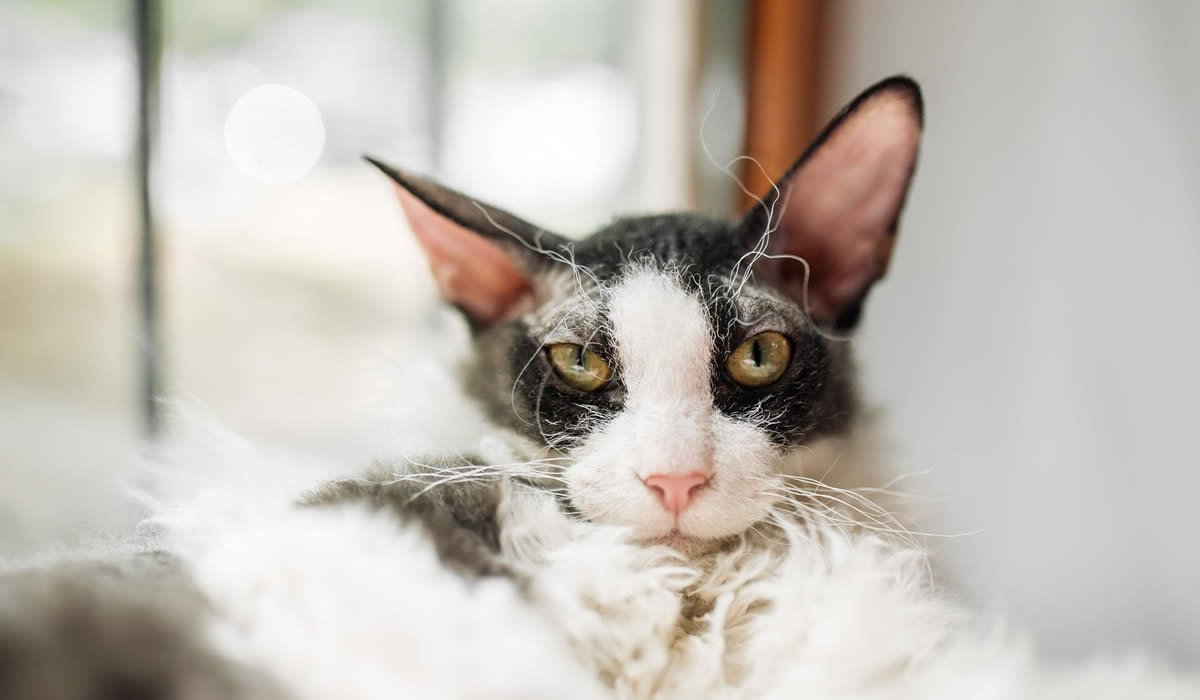 Informazioni e caratteristiche sulla razza di gatto Cornish Rex