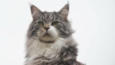 Informazioni su prezzo e caratteristiche del gatto Maine Coon