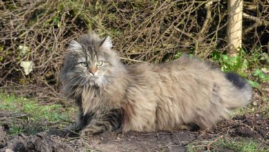 Carattere e prezzo del gatto Norvegese delle Foreste