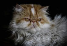 Informazioni e caratteristiche sul gatto Persiano