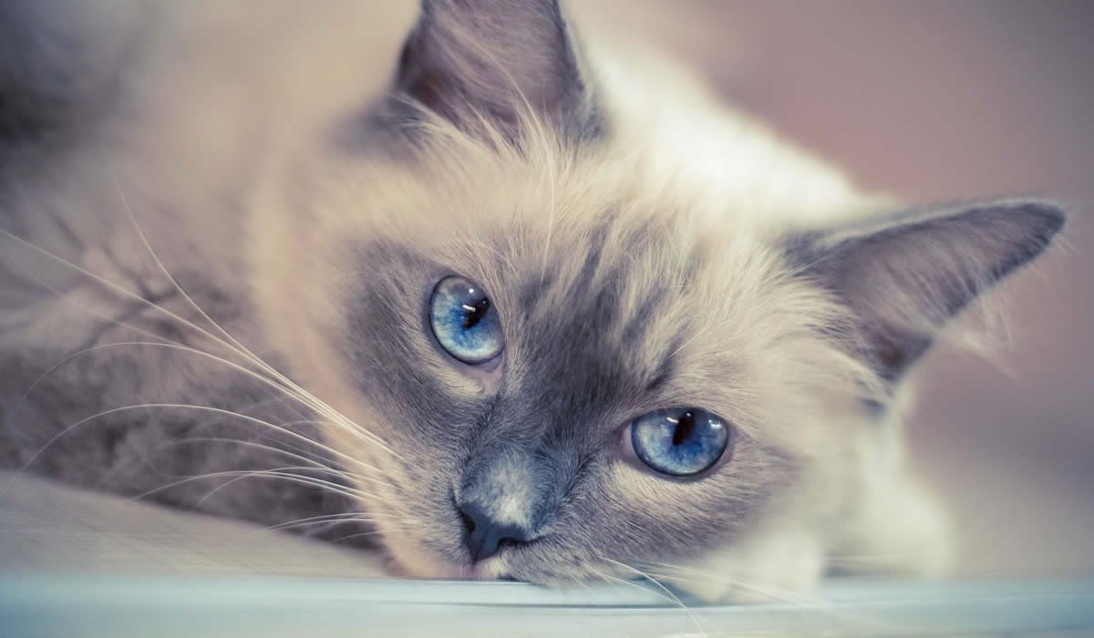 Informazioni, carattere e prezzo del gatto Ragdoll
