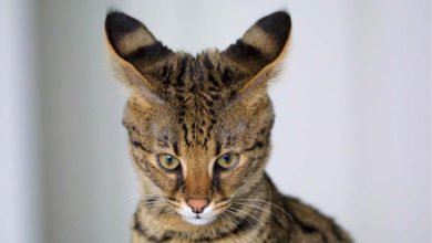 Informazioni e caratteristiche del gatto Savannah