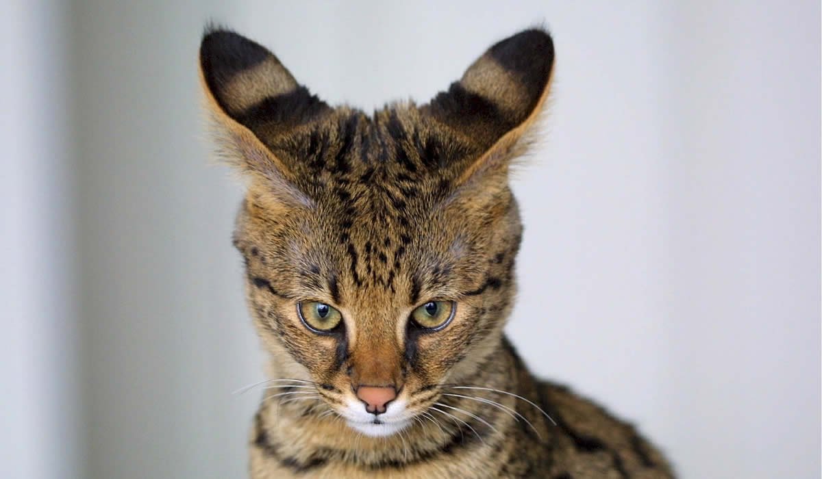 Informazioni e caratteristiche del gatto Savannah