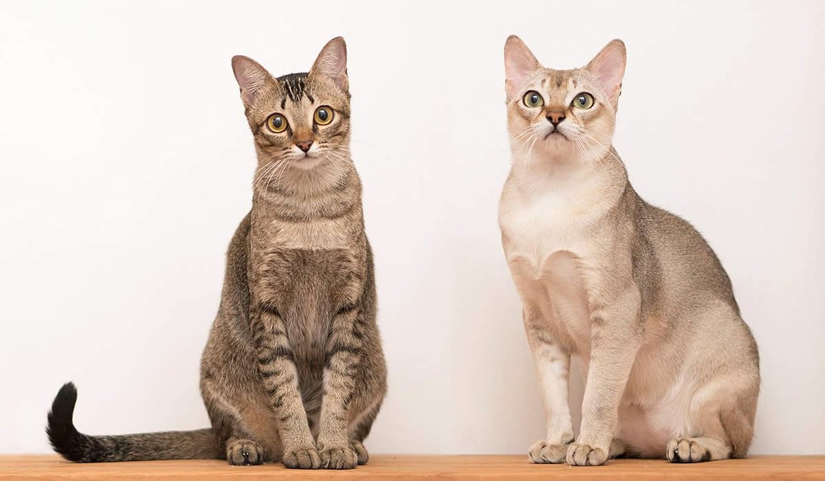 Informazioni sulla storia, carattere e prezzo del gatto Singapura
