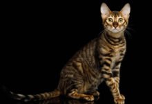 Informazioni, carattere e prezzo della razza di gatto Toyger