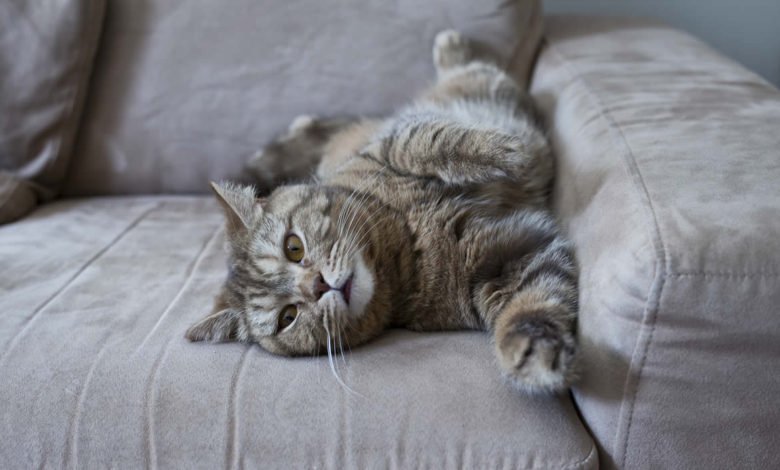 Come rimuovere davvero i peli dei gatti