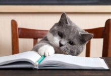 Utili consigli su come educare un gatto