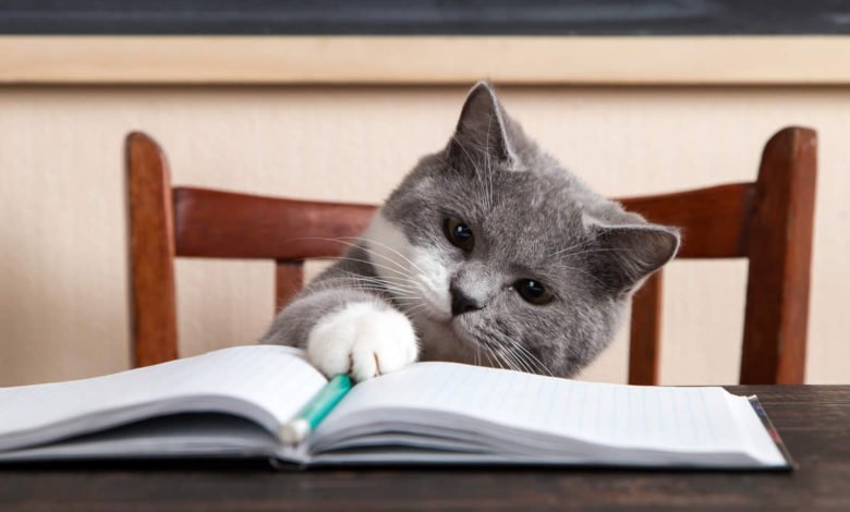 Utili consigli su come educare un gatto