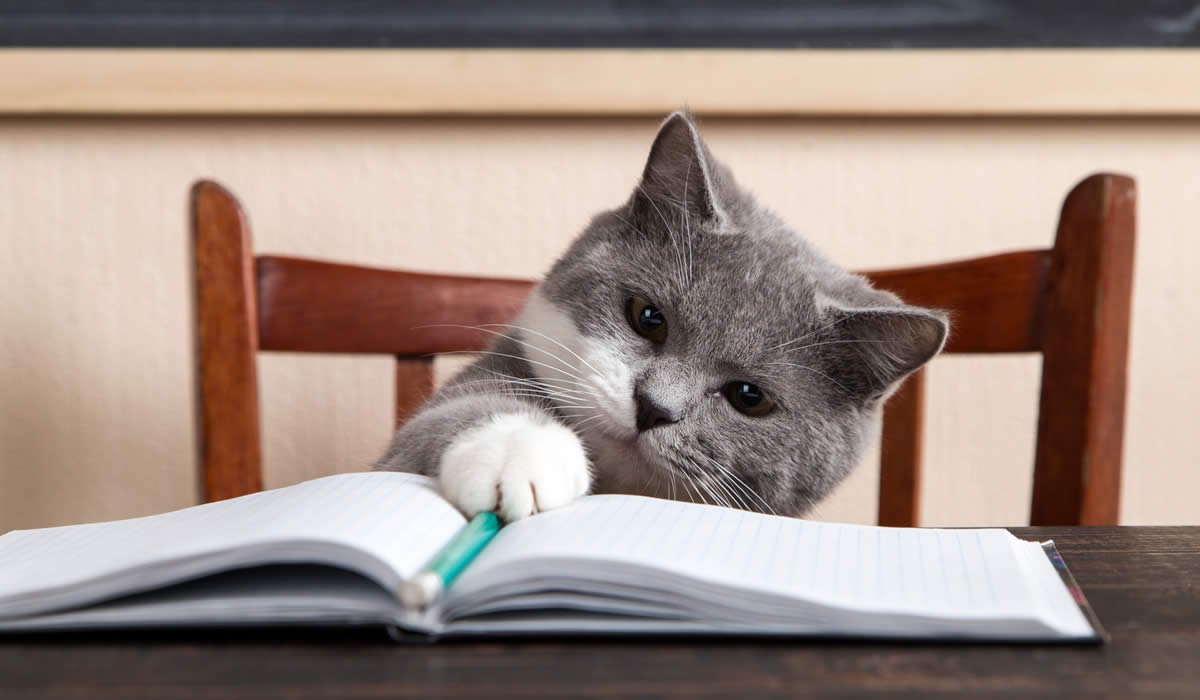 Utili consigli su come educare un gatto