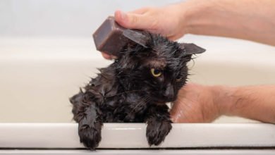 Consigli utili per chi si appresta a lavare un gattino