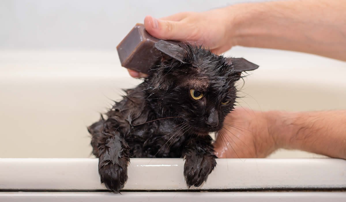Come lavare un gatto, 3 utili consigli