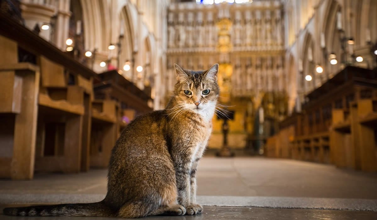 Doorkins Magnificat, la gatta della cattedrale di Londra