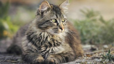 Come ci si comporta con un gatto che miagola sempre