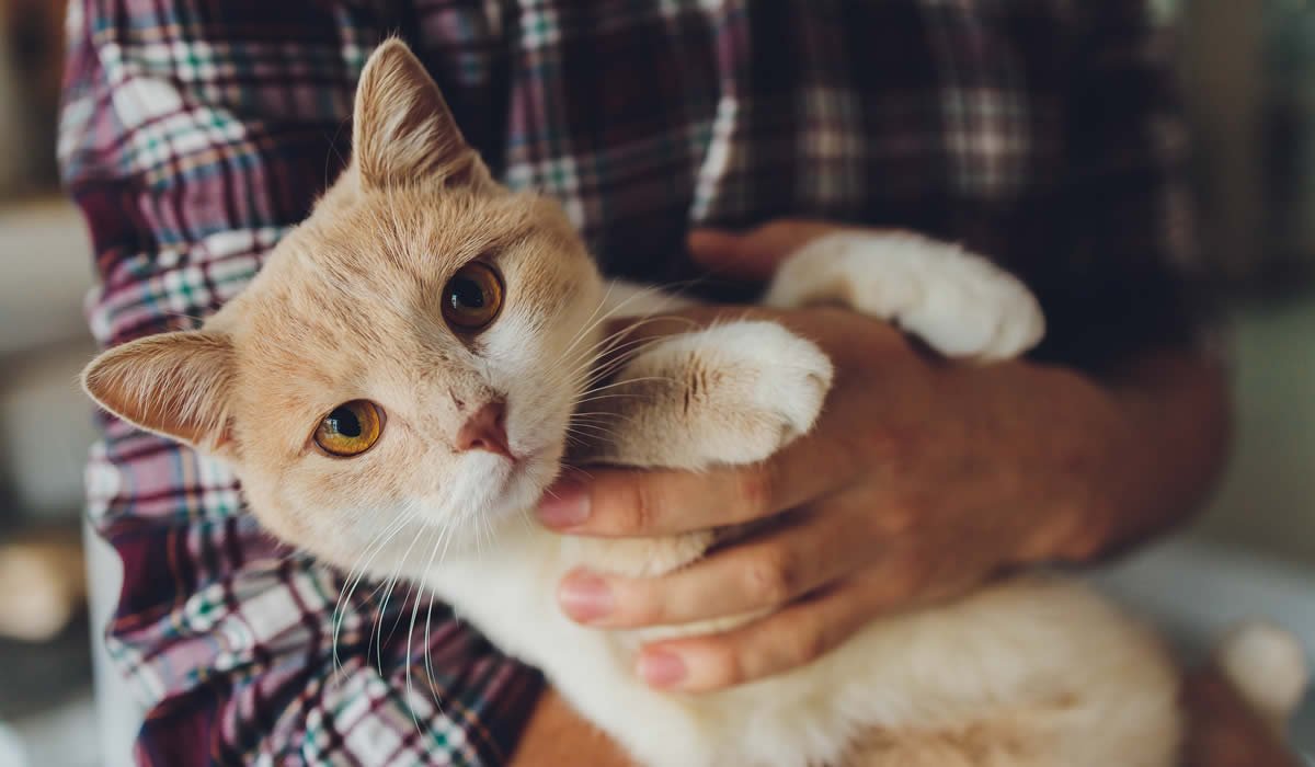 Come comportarsi se il gatto starnutisce sempre