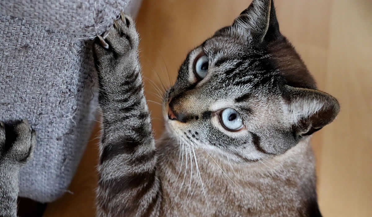 Repellente per gatto: salva casa con il disabituante!