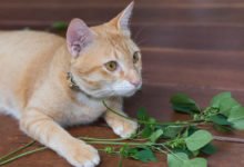 Ecco come riconoscere la vera erba gatta