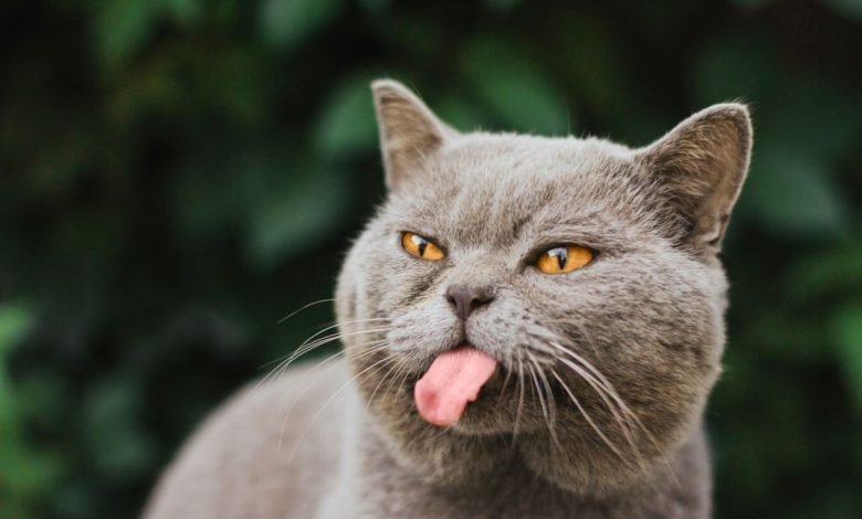 il gatto che fa la linguaccia