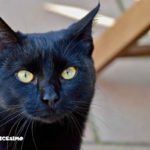 immagine di un gatto nero in primo piano