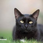 un micio con uno sguardo penetrante