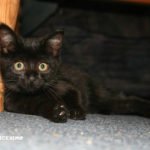 gatti neri immagini da scaricare