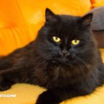 immagini gattini neri