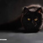 foto di gatto nero
