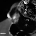 uno scatto artistico con un micio tutto nero