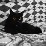 foto di gattini neri