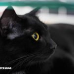 immagine di un gatto nero in primo piano