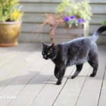 gatti neri foto