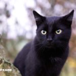 gatti neri immagini