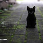 foto di un gattino nero per strada