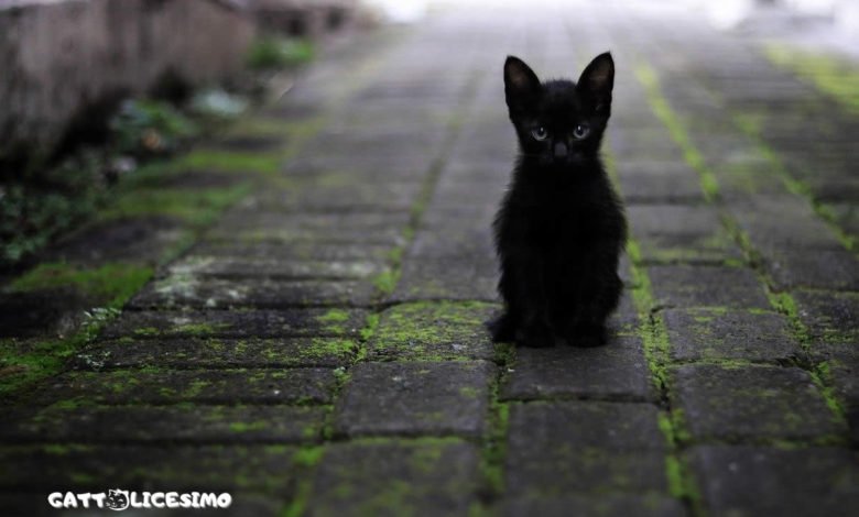 foto di un gattino nero per strada