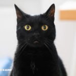 foto di un gatto nero in primo piano