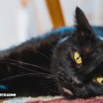 immagini di gatti neri