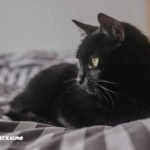 immagini gatto nero