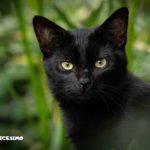 foto di gatti neri in mezzo alla natura