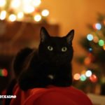 foto gatti neri