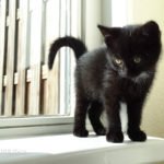 immagini di bei gatti neri