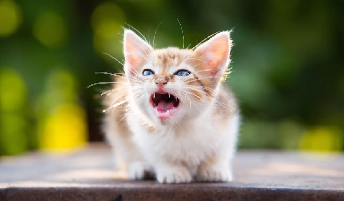 I gattini soffiano in diverse occasioni ecco quando
