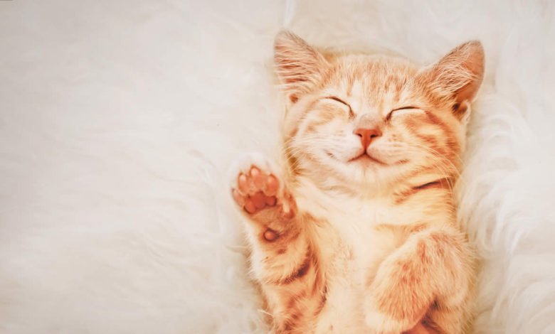 Ecco cosa fare quando adottiamo un gattino